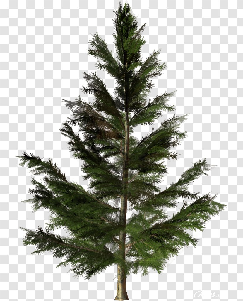 Tree Fir Conifers Pine Plant - Vigor Green Trees Pictures Transparent PNG