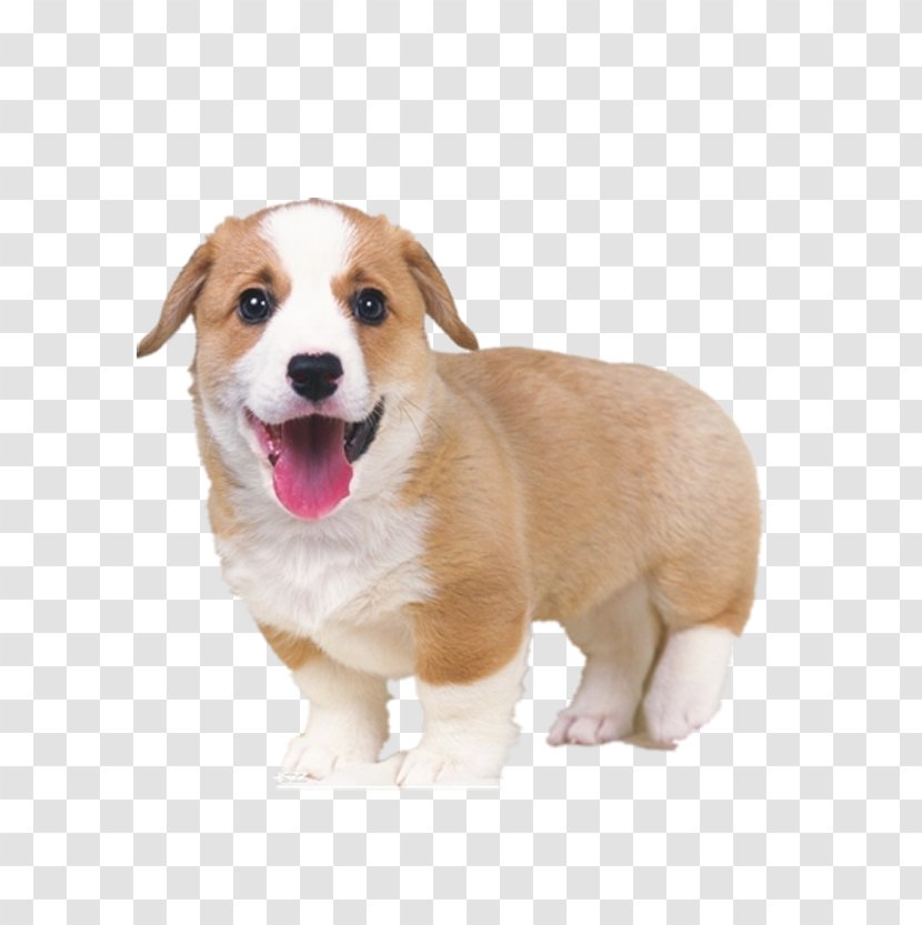 Pembroke Welsh Corgi Puppy Cat Pet Sitting Kitten - Dogu2013cat Relationship - Tongue Transparent PNG