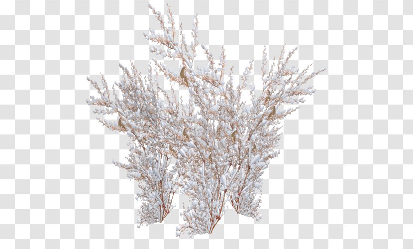 Panicled Hydrangea Twig Tree Shrub Frost - Snow Transparent PNG