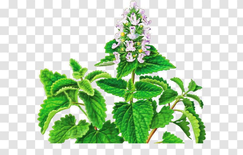 Plant Flower Leaf Herb Peppermint Transparent PNG
