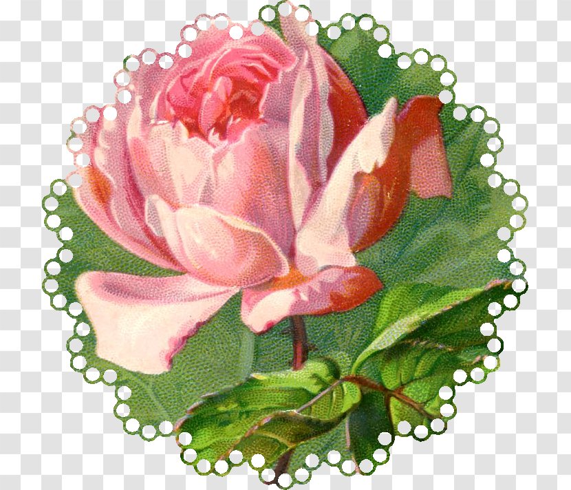 Vintage Roses: Beautiful Varieties For Home And Garden Clip Art - Floristry - Graphics Of Roses Transparent PNG