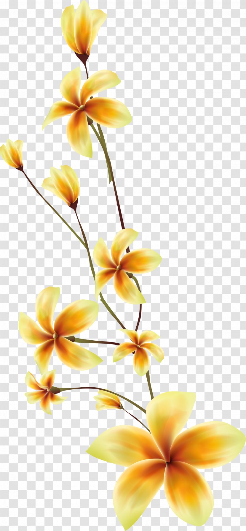 Moth Orchids Cut Flowers Plant Stem Petal - Rich Transparent PNG