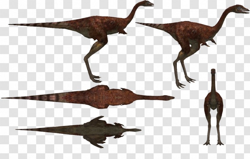 Velociraptor Animal - Dinosaur - Tail Transparent PNG