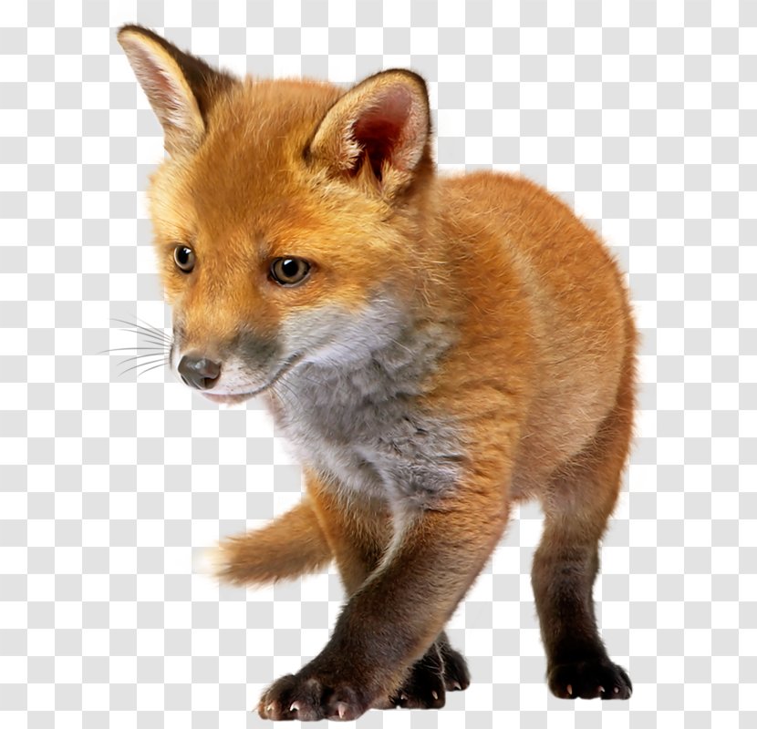 Red Fox Clip Art - Giant Panda - The Poor Transparent PNG