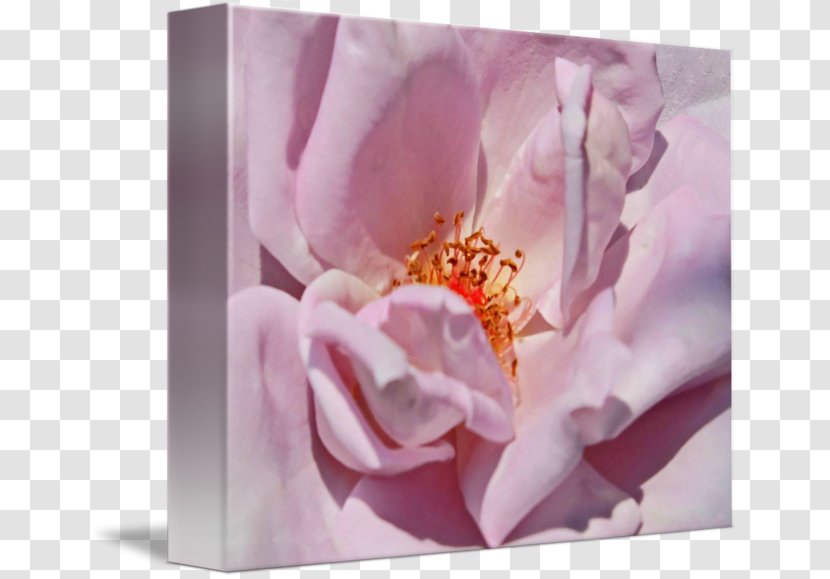 Centifolia Roses Fine Art Plant Petal - Rose Leslie Transparent PNG