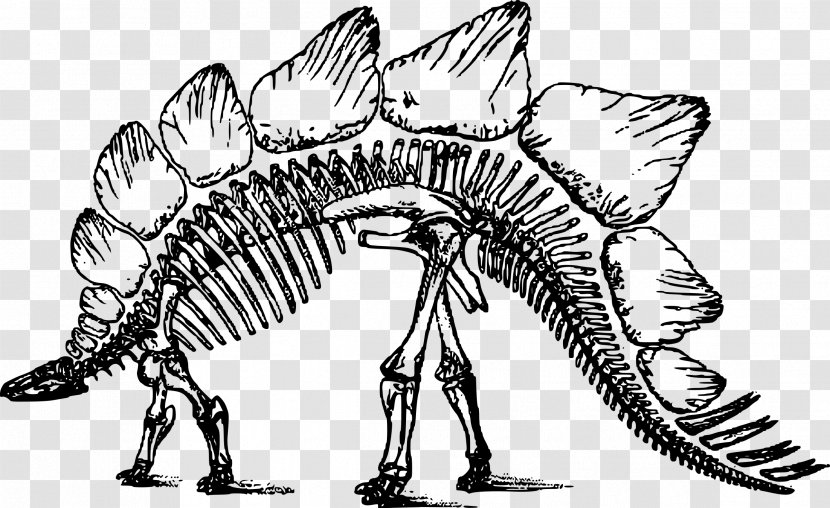 Stegosaurus Bone Wars Dinosaur Triceratops Human Skeleton - Digital Image Transparent PNG