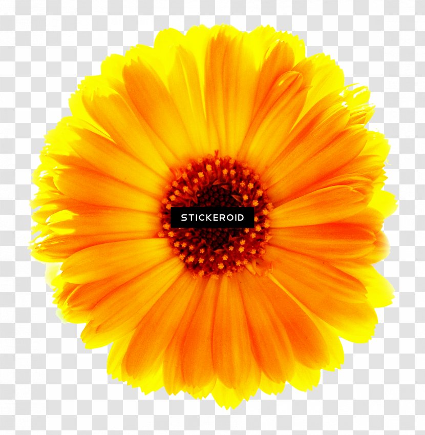 School Teacher - Pollen - Perennial Plant Barberton Daisy Transparent PNG