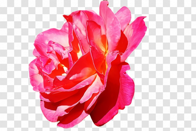 Garden Roses - Flower - Rose Family Hybrid Tea Transparent PNG
