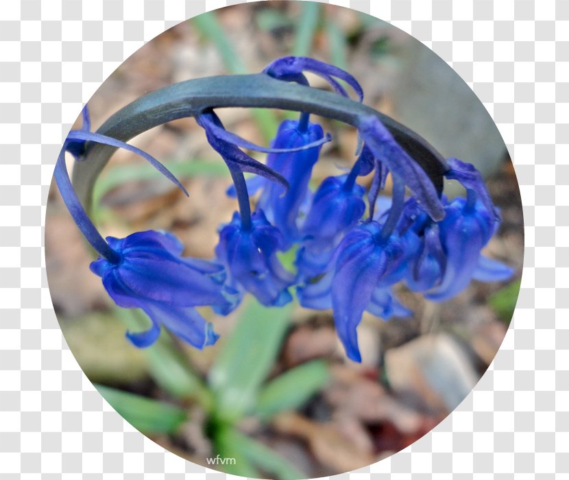 Larkspur Wildflower - Purple - Bluebells Transparent PNG