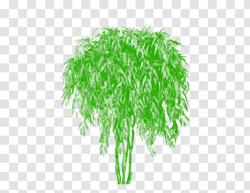 Tree Psd Euclidean Vector Bamboo - Herb Transparent PNG