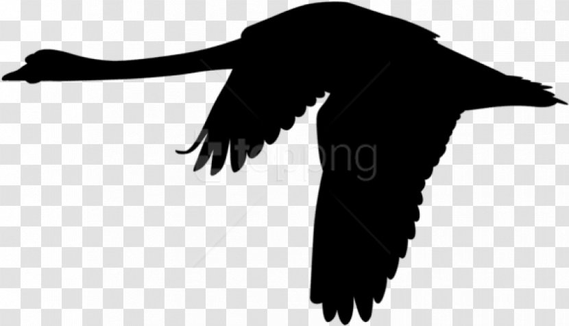 Eagle Drawing - Blackandwhite - Vulture Transparent PNG
