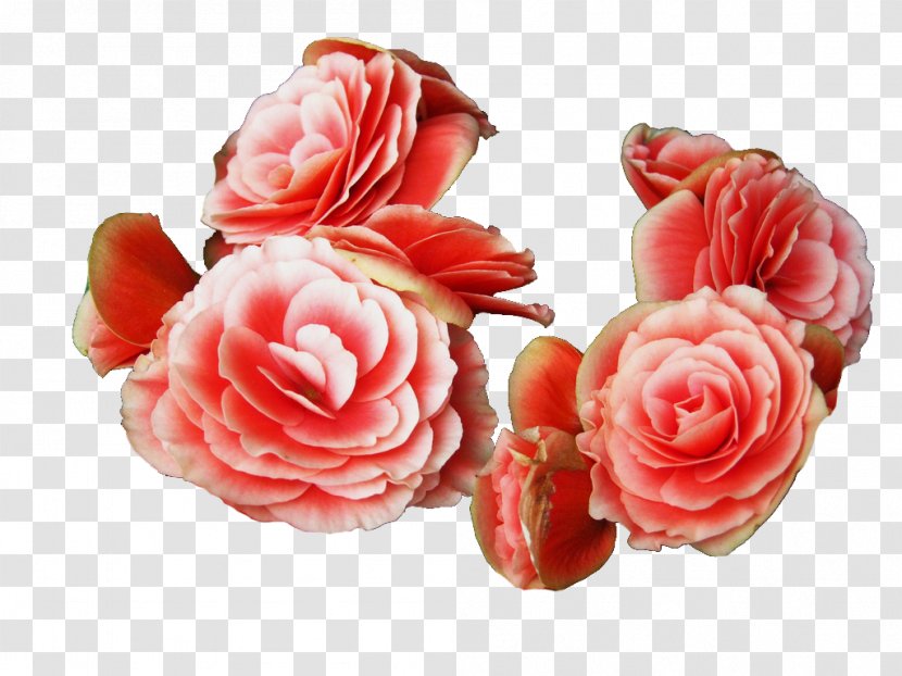 Elatior Begonia Cut Flowers Garden Roses Artificial Flower - Poster Transparent PNG