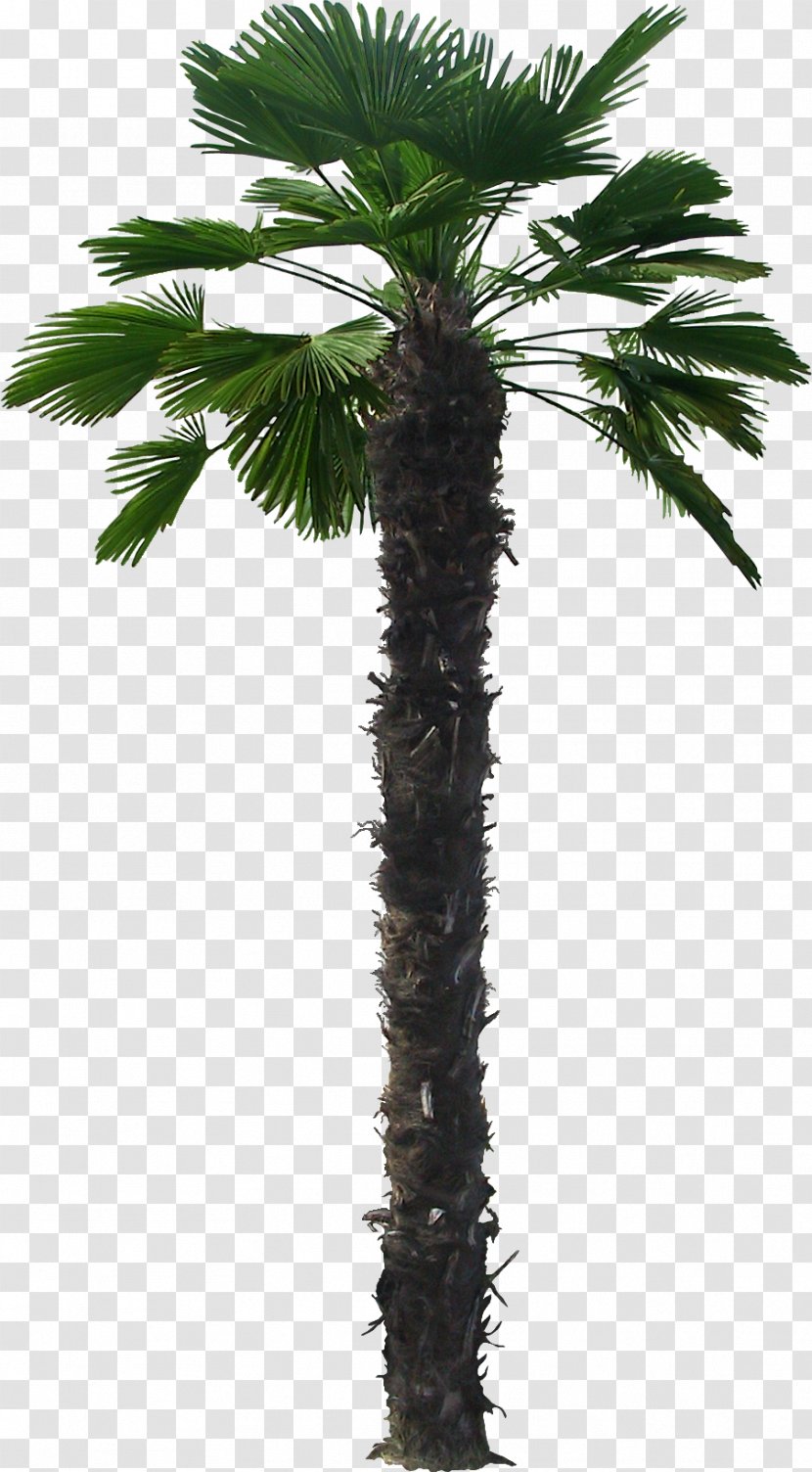 Arecaceae Trachycarpus Fortunei Livistona Chinensis Martianus - Palms Transparent PNG