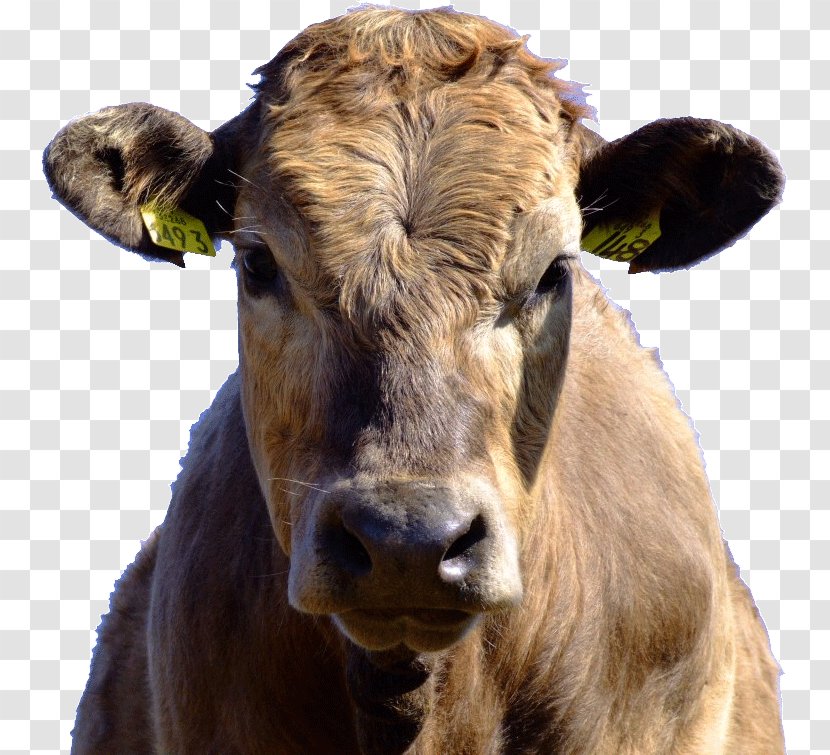 Dairy Cattle I Am Cow Mrs. Song - Terrestrial Animal Transparent PNG