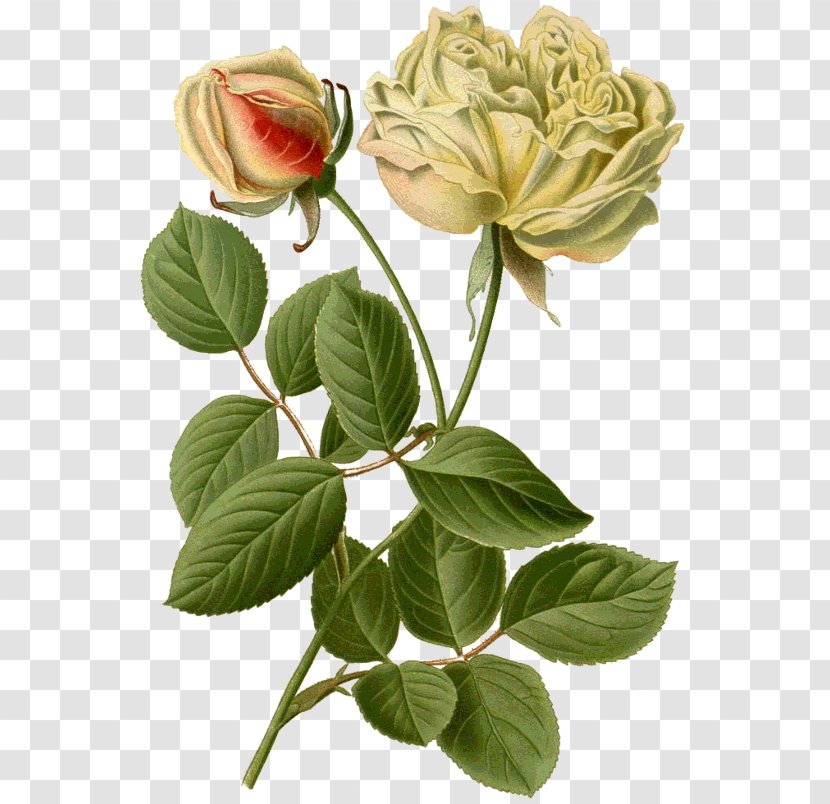 Garden Roses Favourite Flowers Of And Greenhouse Cabbage Rose - Flowering Plant - Manu Transparent PNG