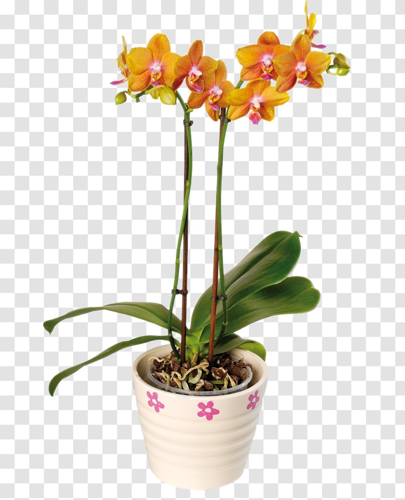 Moth Orchids Flower Chrysanthemum Floristry - Cattleya - Orange Floral Decoration Software Installed Transparent PNG