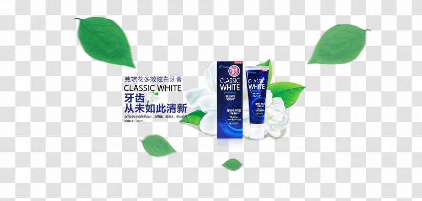 Soap Viburnum Macrocephalum F. Keteleeri - Text - Wu Qionghua Dazzle Bright White Toothpaste Transparent PNG
