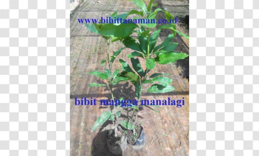 Mangifera Indica Fruit Tree Benih Crop - Common Guava Transparent PNG