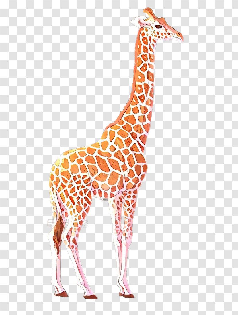 Giraffe Giraffidae Terrestrial Animal Wildlife Figure - Fawn Adaptation Transparent PNG