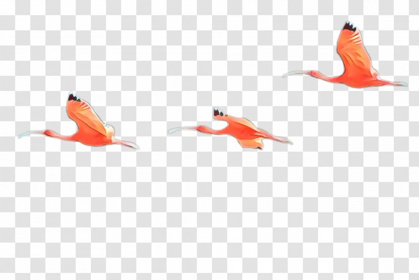 Orange - Flamingo - Koi Transparent PNG