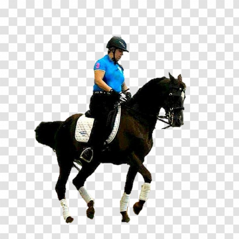 Dressage Horse Stallion Hunt Seat Rein - Animal Training Transparent PNG