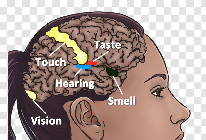 Brain Neural Basis Of Synesthesia Neuroimaging American Association - Cartoon Transparent PNG