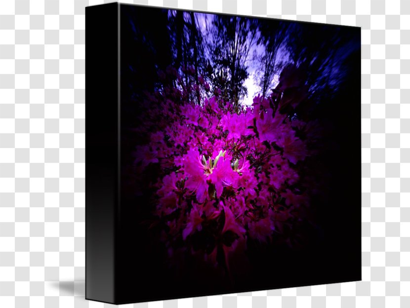Modern Art Architecture - Magenta - Stock Photography Transparent PNG
