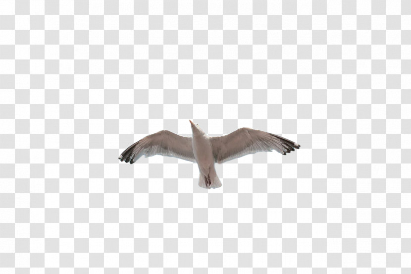 Seabird Beak Birds Science Biology Transparent PNG