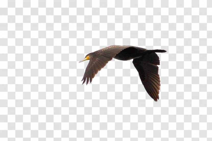 Swan Goose Duck Bird Flight - Flying Geese Transparent PNG
