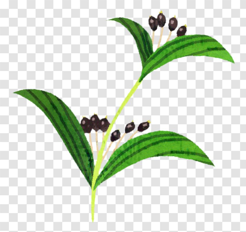 Adlay Barley Tea Extract Food - Plant Stem Transparent PNG
