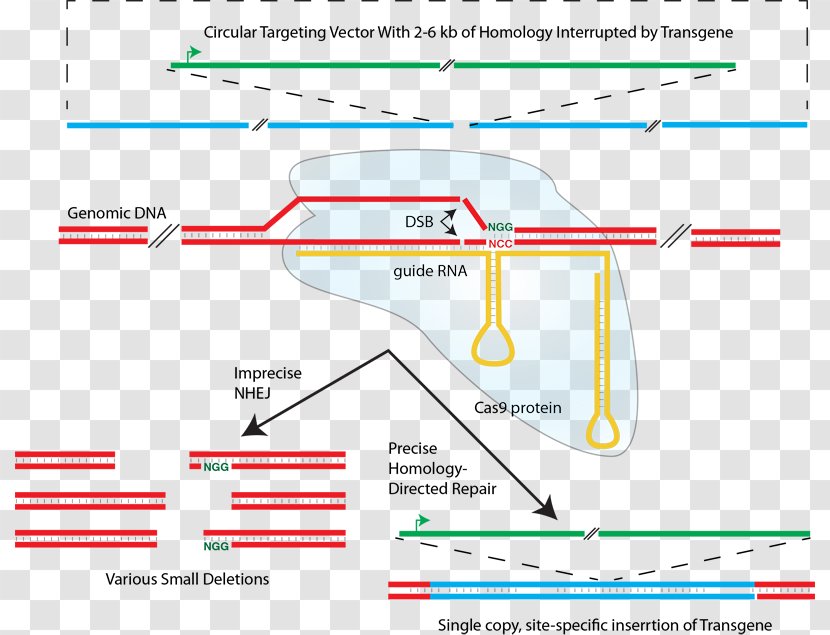 CRISPR Non-homologous End Joining Homology Directed Repair Cas9 Transcription Activator-like Effector Nuclease - Transgene - Immunity Transparent PNG