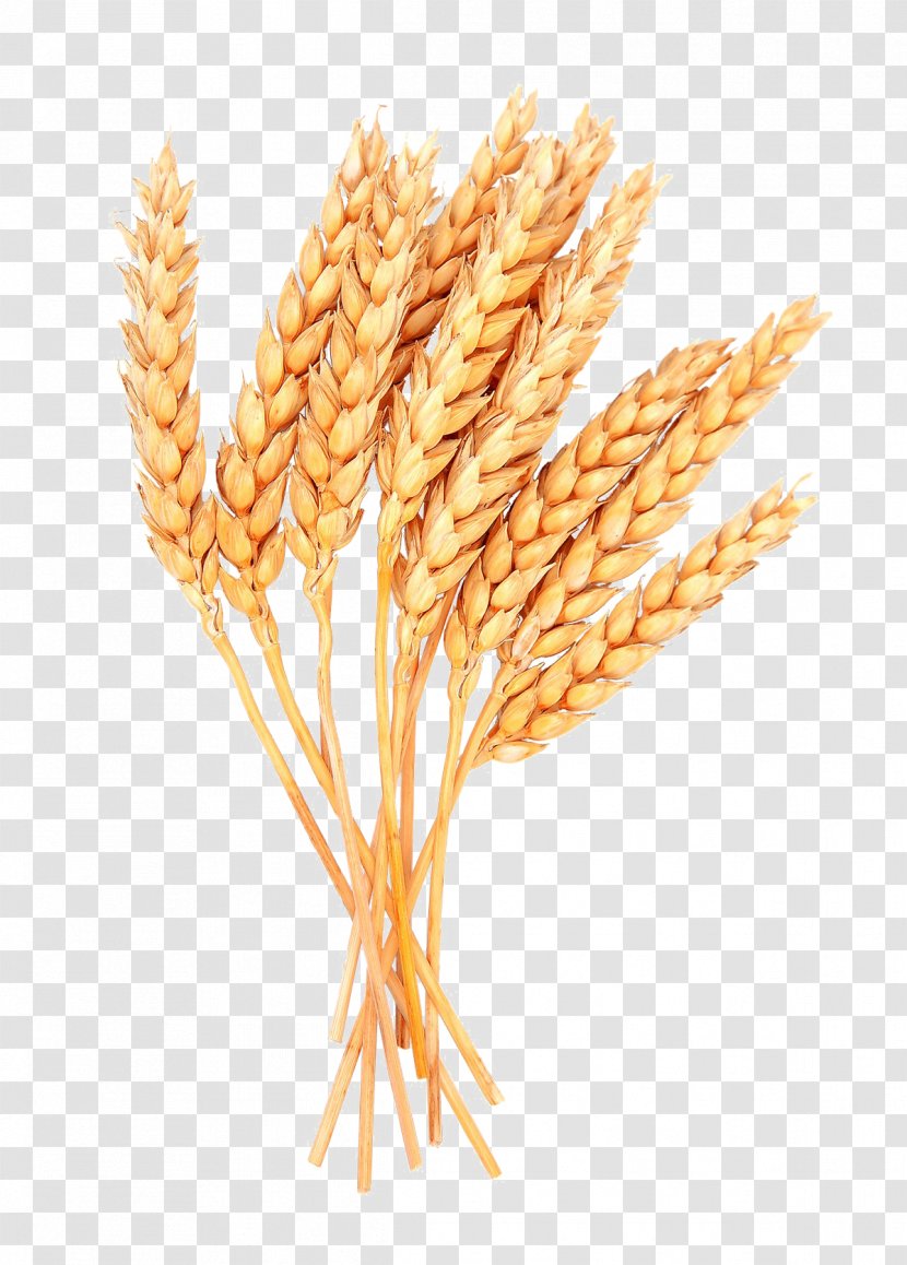 Clip Art Cereal Grain Emmer - Khorasan Wheat - Cress Grass Transparent PNG