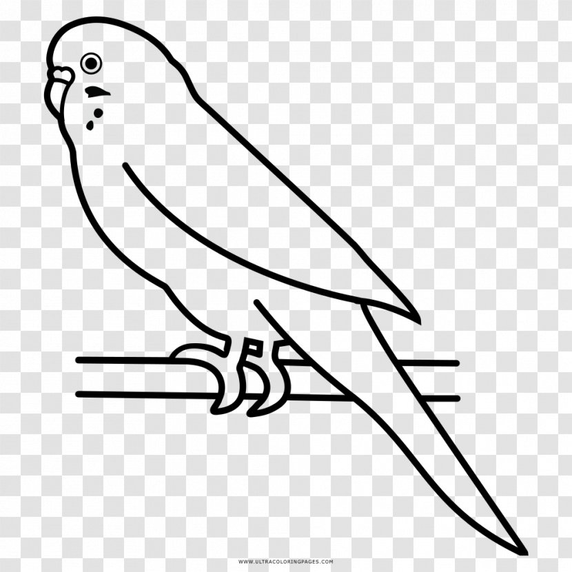 Budgerigar Parrot Bird Parakeet Pet - Coloring Book Transparent PNG