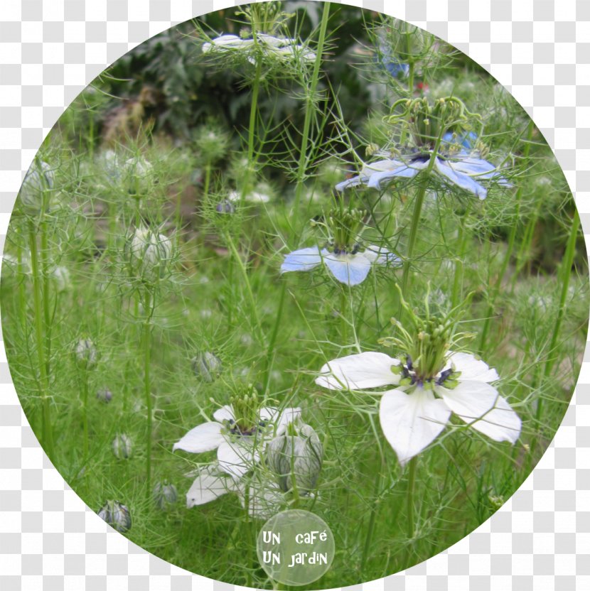 Meadow Wildflower Lawn - Allium Fistulosum Transparent PNG