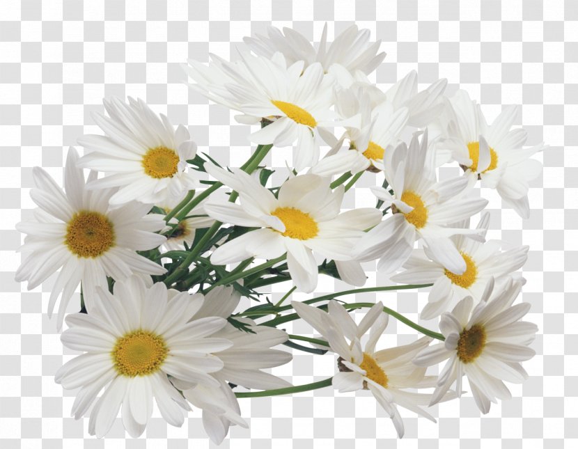 Chamomile Clip Art - Flowering Plant Transparent PNG