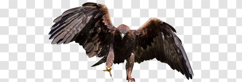 Bald Eagle Bird Of Prey Golden - Vulture Transparent PNG