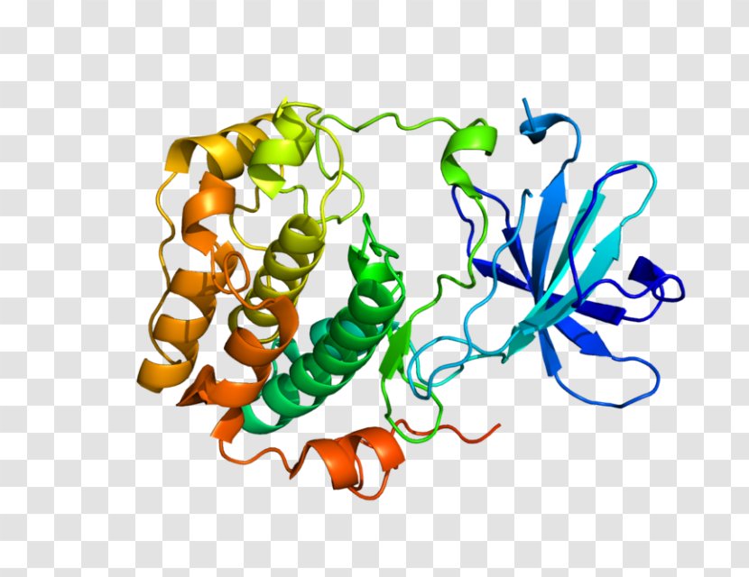 Protein Kinase SGK1 Enzyme - C Transparent PNG