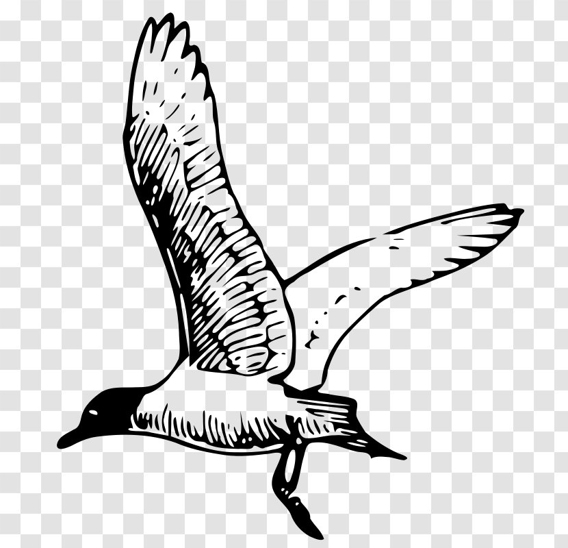 Gulls Drawing Line Art Clip - Seabird - Seagull Clipart Free Transparent PNG
