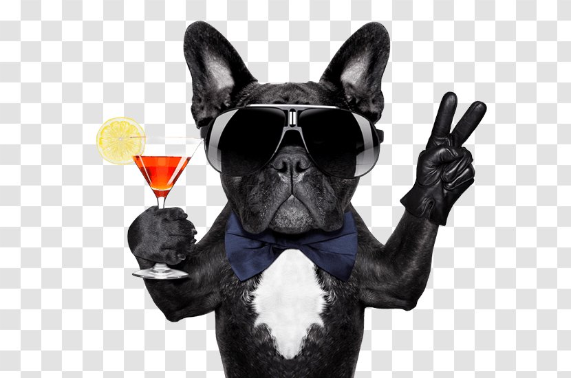 French Bulldog Cocktail Mexican Martini - Dog Transparent PNG
