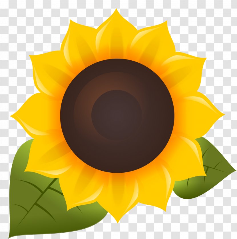 Common Sunflower Free Software Clip Art - Computer - Oil Transparent PNG