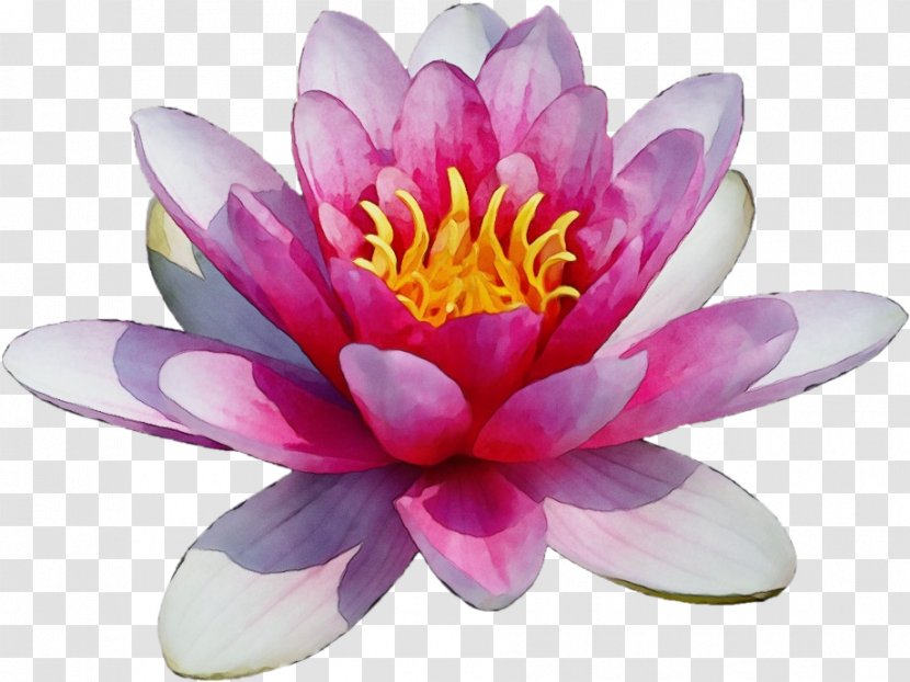 Lotus - Fragrant White Water Lily - Plant Transparent PNG