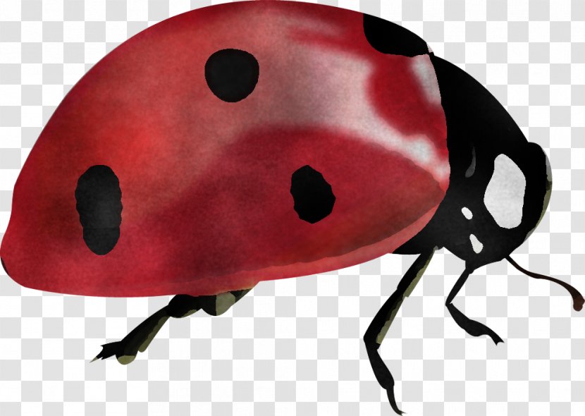 Ladybug - Insect - Weevil Leaf Beetle Transparent PNG