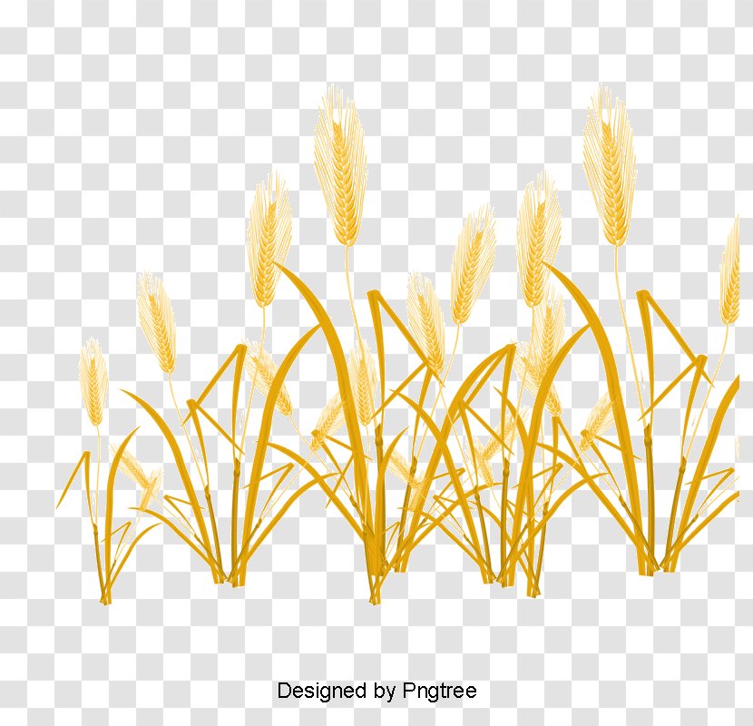 Wheat Vector Graphics Drawing Grasses Transparent PNG