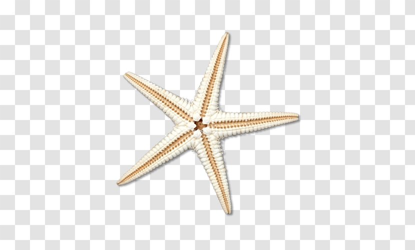 Starfish Euclidean Vector Sea - Animal - Pictures Transparent PNG