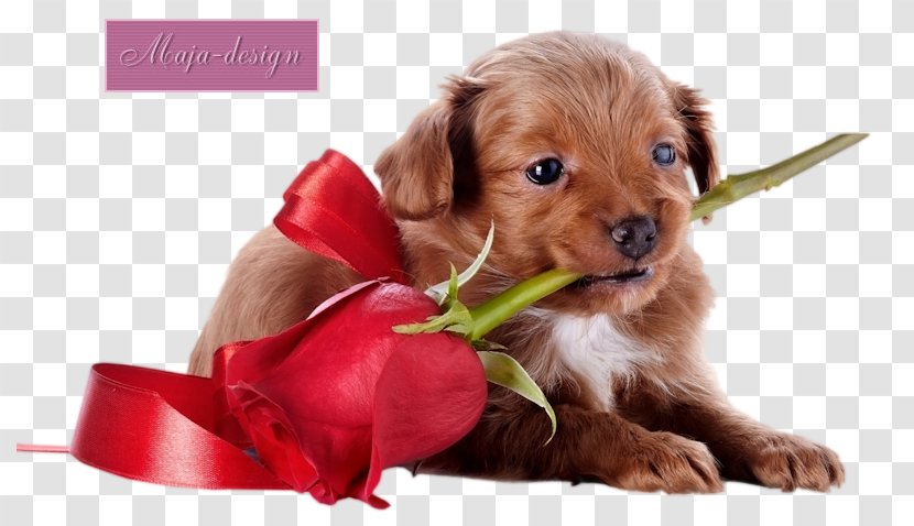 Puppy Golden Retriever Havanese Dog German Shepherd Kitten - Breed Transparent PNG