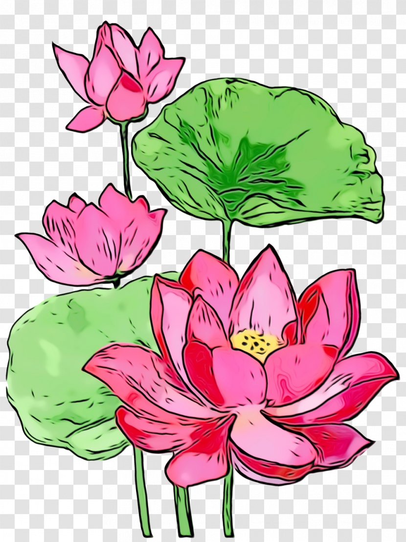 Lotus - Flower - Pink Plant Transparent PNG