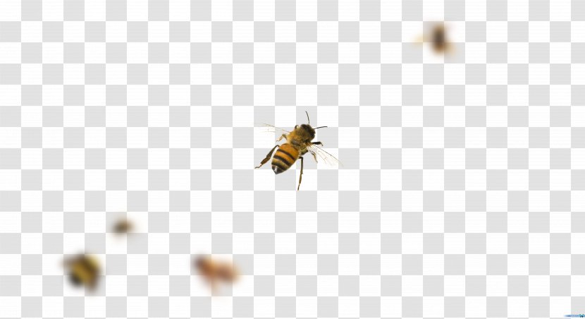 Honey Bee Mosquito Transparent PNG