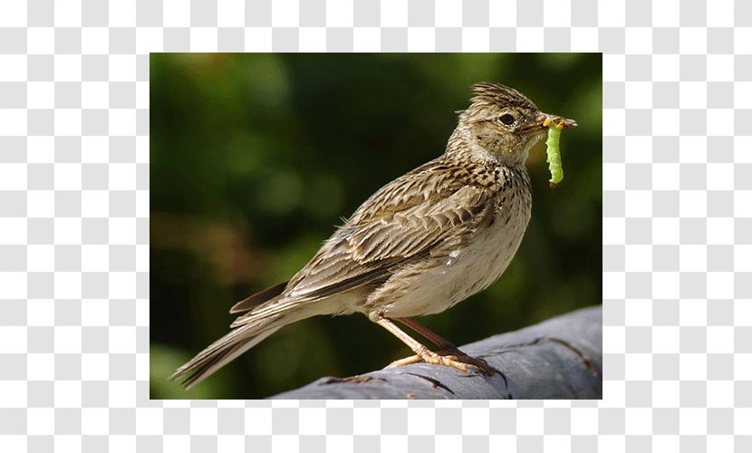 Scrubbird Knife English Storytelling For Kids Kitchen Knives - House Finch - Bird Transparent PNG