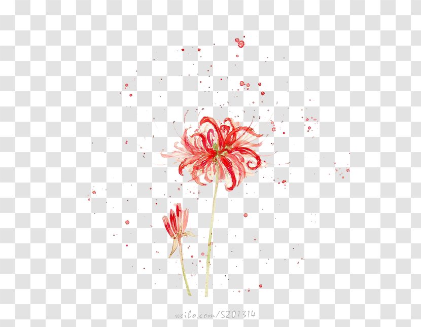 Watercolor Painting Drawing - Japanese Art - Chrysanthemum Transparent PNG