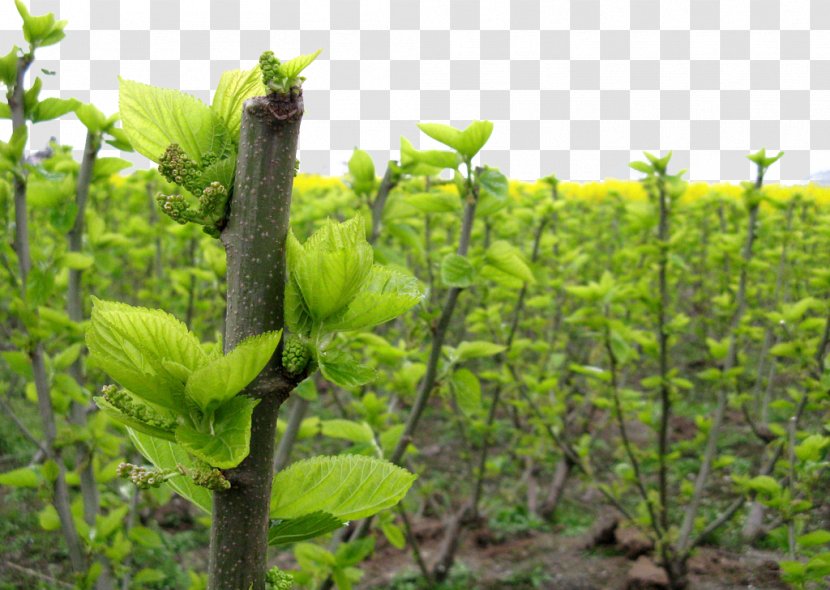 White Mulberry Leaf Extract AliExpress - Berry - Field Transparent PNG